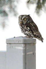Eastern Screech-Owl photo 2