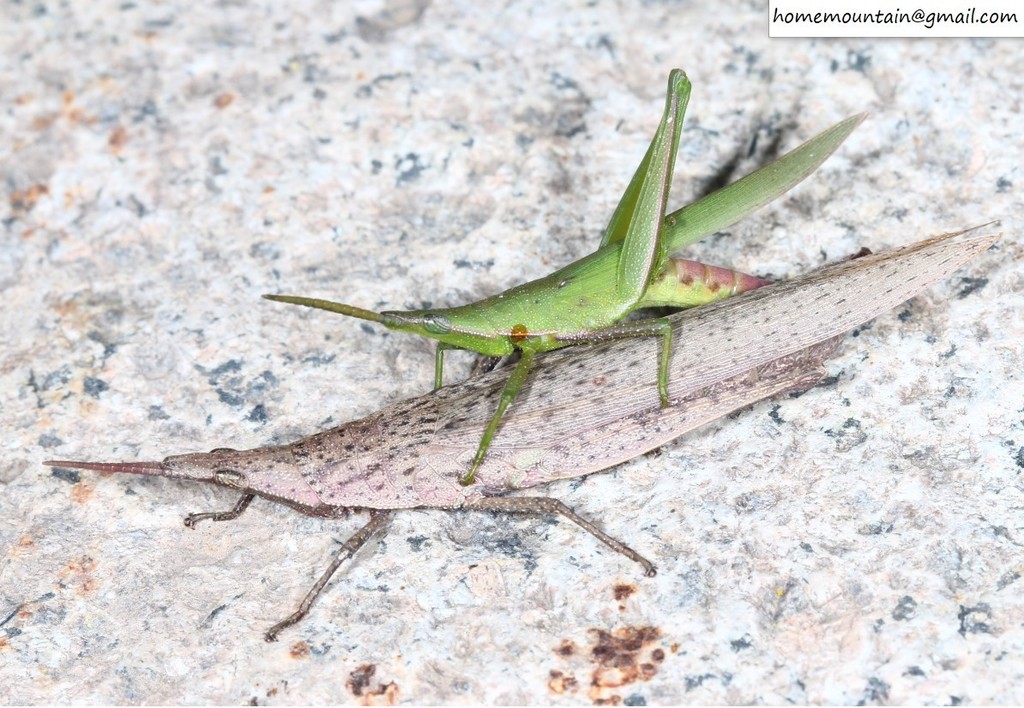 Pink-winged Grasshopper