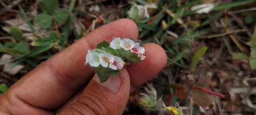 Euphorbia elegans