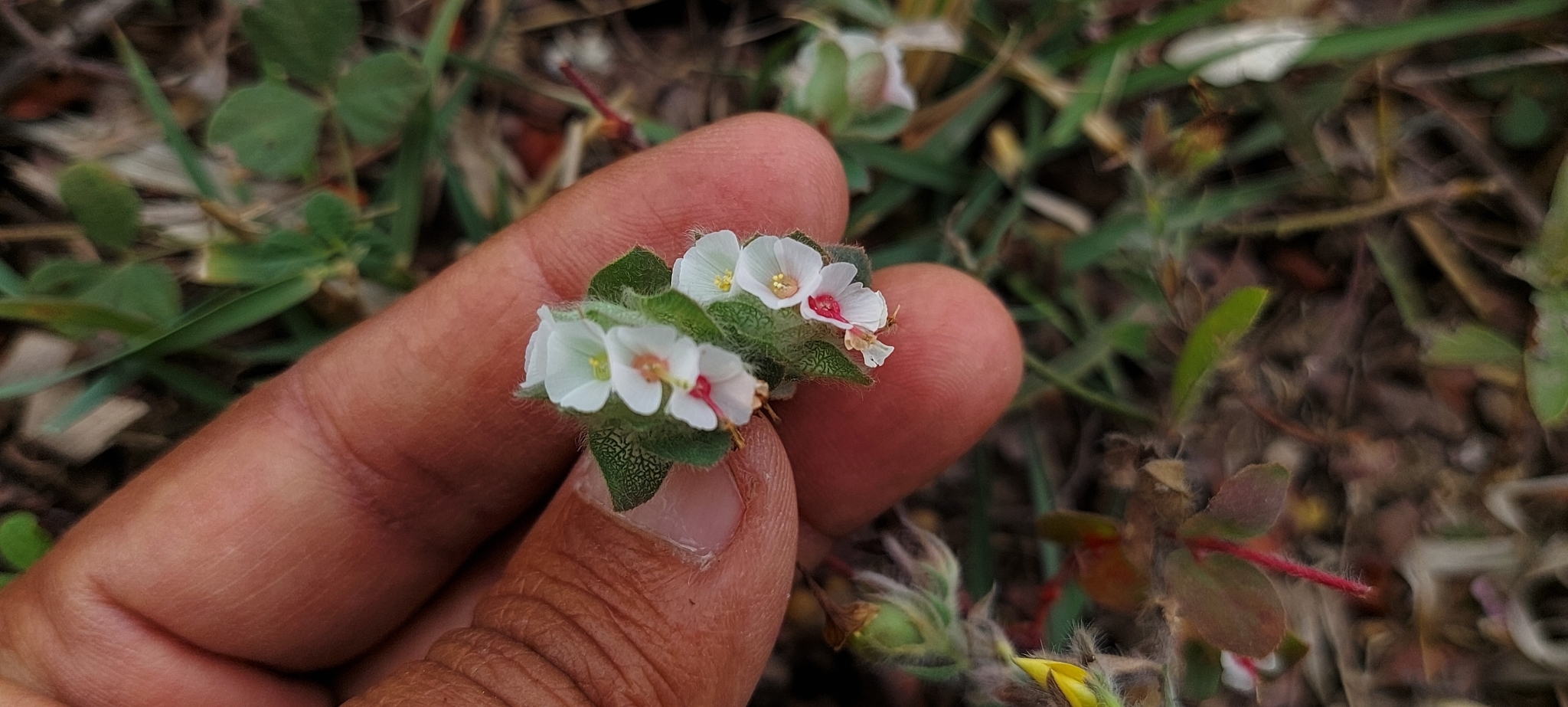 Euphorbia elegans