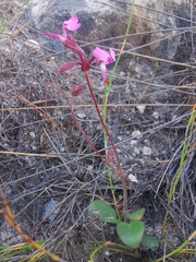 Pelargonium saxatile