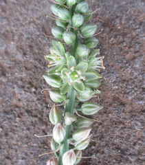 Albuca virens image