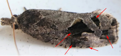 Endothenia nubilana