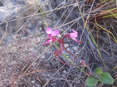Pelargonium saxatile