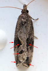 Endothenia nubilana