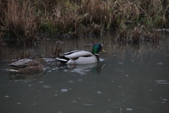 Anas platyrhynchos