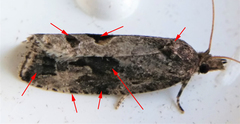 Endothenia nubilana