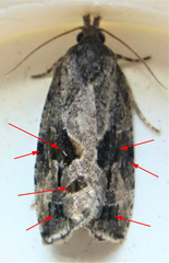 Endothenia nubilana
