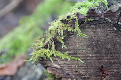 Hypnum cupressiforme