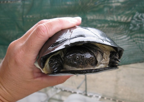 West African Mud Turtle