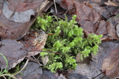 Hylocomiadelphus triquetrus