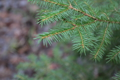 Picea abies