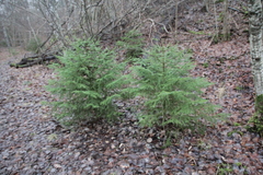 Picea abies