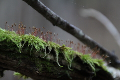 Hypnum cupressiforme