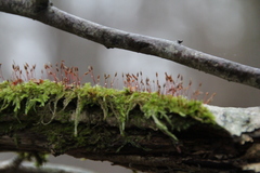Hypnum cupressiforme