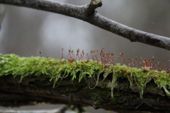 Hypnum cupressiforme