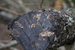Polyporales