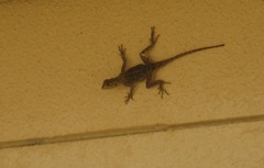 Agama agama