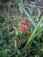 Ardisia crispa