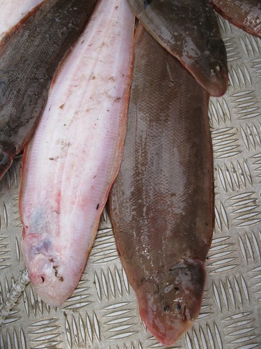 Senegalese tonguesole (Cynoglossus senegalensis) — Cynoglossidae — 3