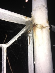 Latrodectus geometricus