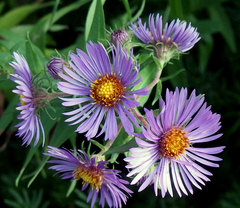 Symphyotrichum novae-angliae