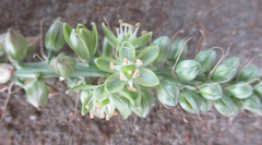 Albuca virens image