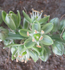 Albuca virens image