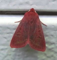 Psectraglaea carnosa