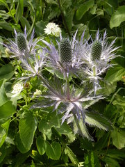 Eryngium alpinum