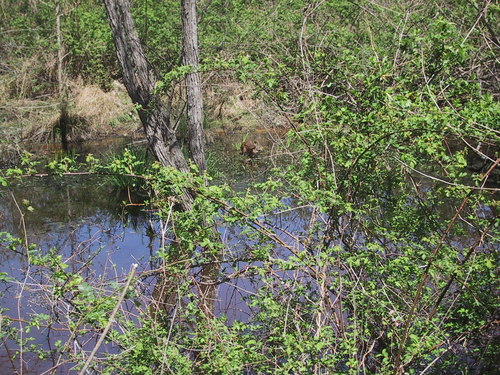 Marsh Rabbit photographed in North Carolina