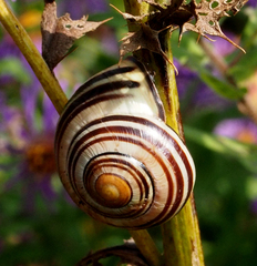 Cepaea nemoralis