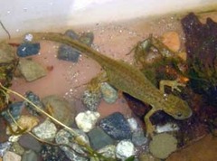 Ommatotriton ophryticus