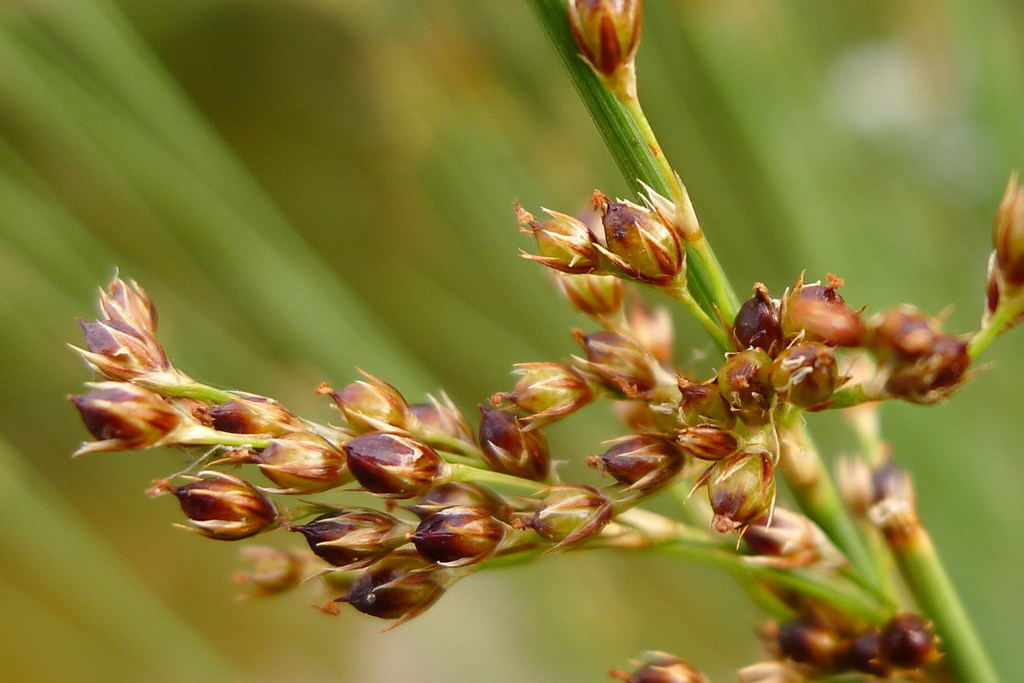 Juncus inflexus (Flora de Valdelatas) · iNaturalist