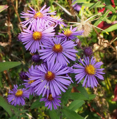 Symphyotrichum novae-angliae