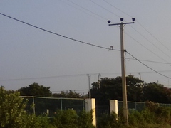 Macaca sinica sinica