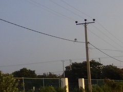 Macaca sinica sinica
