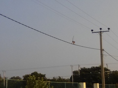 Macaca sinica sinica