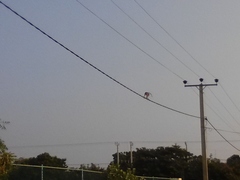 Macaca sinica sinica