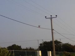 Macaca sinica sinica