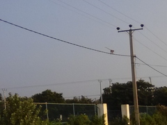 Macaca sinica sinica