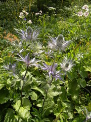 Eryngium alpinum