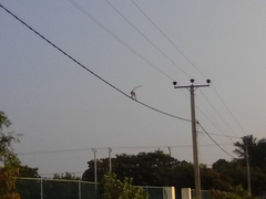 Macaca sinica sinica