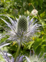 Eryngium alpinum
