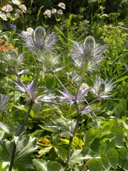Eryngium alpinum