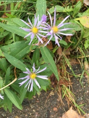 Symphyotrichum novi-belgii