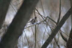 Acanthis flammea