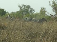 Loxodonta