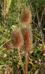 Dipsacus fullonum