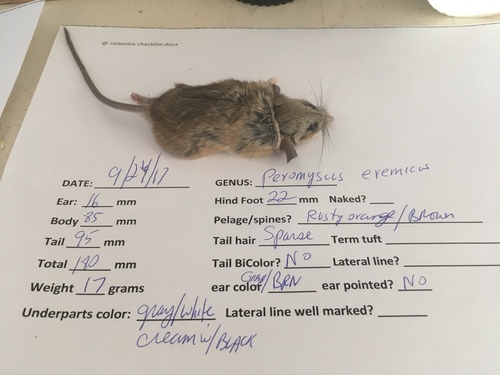 San Lorenzo Deermouse